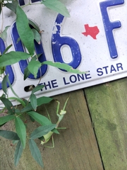 Stagmomantis carolina