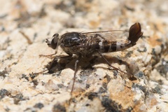 Apiocera