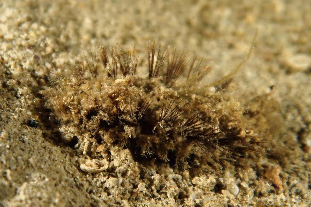 Pontogenia chrysocoma