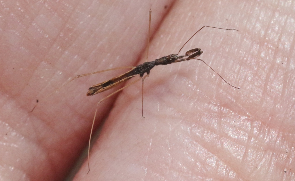 Ploiaria denticauda