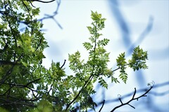 Bursera diversifolia