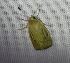 Heliocheilus paradoxus