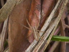 Neoctenus