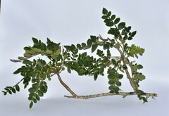 Bursera diversifolia