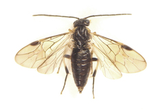 Pristiphora compressa