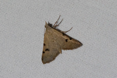 Hemeroplanis historialis