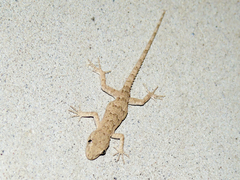 Mediodactylus russowii
