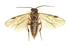 Pristiphora compressa