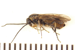 Pristiphora compressa