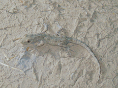 Mediodactylus russowii