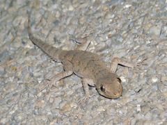 Mediodactylus russowii