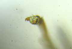 Pristiphora compressa