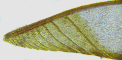 Pristiphora compressa