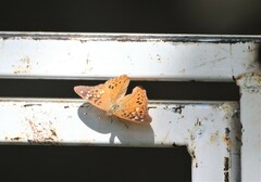 Asterocampa celtis antonia