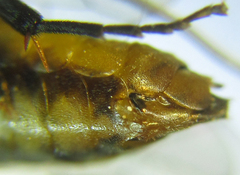 Pristiphora compressa