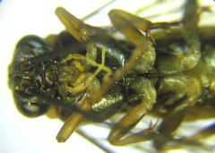 Pristiphora compressa