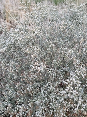 Eriogonum effusum