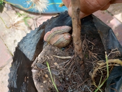Plekocheilus succineoides