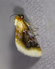 Chrysoecia scira