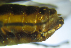 Pristiphora compressa