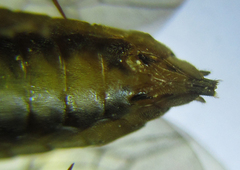 Pristiphora compressa
