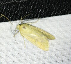 Heliocheilus paradoxus