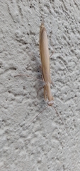 Mantis religiosa