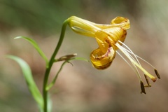 Lilium parryi