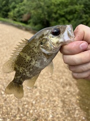 Ambloplites constellatus