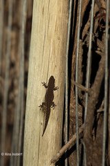 Lygodactylus bradfieldi