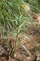 Lilium parryi