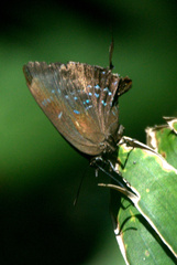Denivia augustinula
