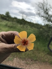 Kallstroemia grandiflora