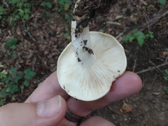 Lactarius maculatipes
