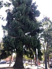 Podocarpus glomeratus