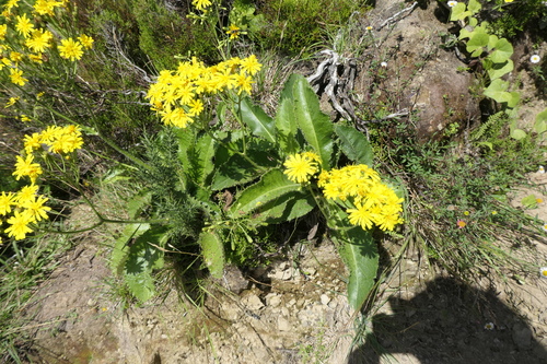 Image of Leontodon rigens by (c) Rafael Medina, some rights reserved (CC BY)