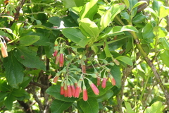 Vaccinium cylindraceum