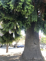 Podocarpus glomeratus