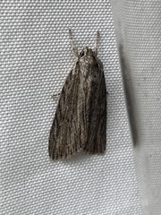 Acronicta lithospila
