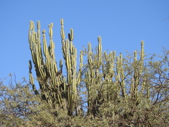 Cereus hankeanus