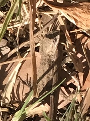 Sceloporus occidentalis