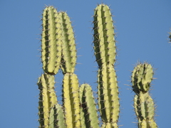 Cereus hankeanus