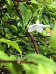 Wrightia religiosa