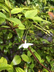 Wrightia religiosa