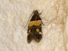 Triclonella determinatella