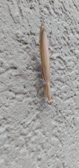Mantis religiosa