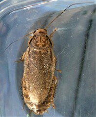 Nauphoeta cinerea