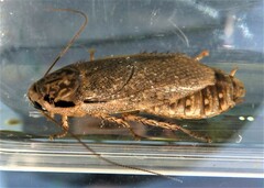 Nauphoeta cinerea