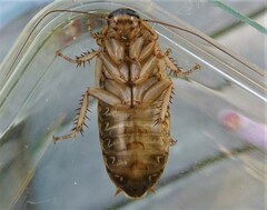 Nauphoeta cinerea