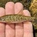 Umatilla Dace - Photo (c) prickly_sculpin, some rights reserved (CC BY-NC), uploaded by prickly_sculpin